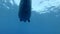 Sea cow swim under surface in blue water. Dugong or Sea Cow Dugong dugon Underwater shot, Low-angle shot, Follow shot, Closeup.