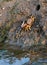 Sea crab, barrilete or violinist at low tide