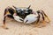 Sea Crab on beach