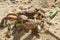 Sea crab hold discarded lithium battery on polluted marine beach ecosystem
