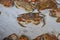 Sea crab and lobster, a product of Asian cuisine