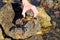 Sea Crab at low tide on the Durham Heritage Coast