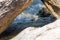 Sea crab sitting on rocky stones surrounded by Aegean sea waters full of vibrant underwater marine life, seaweed, minerals and