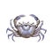 Sea crab watercolor painted illustration. Hand drawn organic sea food object. Blue shell aquatic crab  on white background.