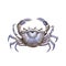 Sea crab watercolor painted illustration. Hand drawn organic sea food object. Tasty seafood animal. Blue shell aquatic crab color