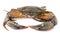 Sea crab on white background