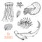 Sea creature nautilus pompilius, jellyfish and starfish. red lionfish and great hammerhead shark. engraved hand drawn in