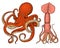 Sea creature octopus and squid. calamari engraved hand drawn in old sketch, vintage style. nautical or marine, monster