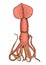 Sea creature squid. calamari engraved hand drawn in old sketch, vintage style. nautical or marine, monster or food