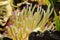 Sea creature tentacles of giant Caribbean anemone
