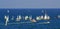Sea crowded with sailboats banner