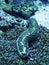 Sea cucumber