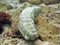 Sea Cucumber