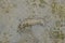 Sea Cucumber, half submerged, covered with fine sand and its waste next to it