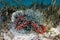 Sea Cucumber and Sponges in Seagrass Meadow