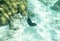 Sea cucumber underwater sea