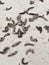 Sea Cucumbers on Destin, Florida beach.