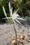 Sea daffodil, pancratium maritimum