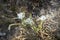 Sea daffodil, Pancratium maritimum