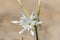 Sea daffodil - Pancratium maritimum grows on coastal sands and it is a bulbous perennial flower