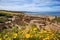 Sea Dahlias on the cliffs at Torrey Pines