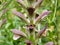 Sea dock plant - flowering plants of Acanthus mollis