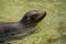 Sea dog swimming at zoo in Berlin