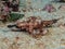 Sea dragon moth, Eurypegasus draconis. Pulisan, North Sulawesi