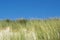 Sea dunes with blue sky in summer day near the Hague in the Netherlands