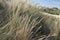 Sea dunes with blue sky in summer day near the Hague in the Netherlands