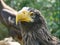 Sea Eagle