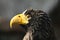 Sea eagle