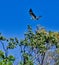 Sea Eagle in flight