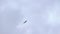SEA EAGLE FLYING CLOUDS 50 IPS HD