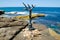 ` Sea Eagle Glyph ` is a sculptural artwork by G.W. Bot at the Sculpture by the Sea annual events free to the public sculpture.