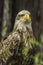 Sea eagle (Haliaeetus albicilla)