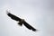 Sea eagle of Lofoten gliding high