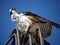 Sea Eagle standing on construction iron rods