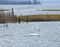 Sea eagle and swan birds in flood field, Lithuania