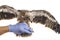 Sea-eagle on Veterinary\'s hand prepare to examination wing