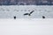 Sea eagles near the blue sea