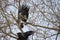 Sea eagles perched on the naked trees