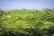 Sea of ears of green brewing barley against the blue sky