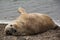 Sea elefant on the beach