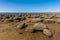 Sea eroded boulders protrude from the sand at Old Hunstanton beach, Norfolk, UK