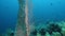 Sea fan Annella sp. feeding underwater in Red Sea. Egypt