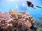 A Sea Fan Colony w/ Dive Boat & Scuba Diver in Background