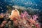 Sea Fan with colorful soft coral reef in Thailand