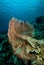 Sea fan in Derawan, Kalimantan, Indonesia underwater photo