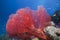 Sea Fan, Fiji